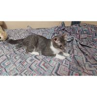 Δίνεται για υιοθεσία - χαρίζεται ημίαιμος γάτος