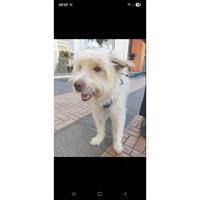 Δίνεται για υιοθεσία - χαρίζεται ημίαιμος σκυλάκος