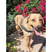 Δίνεται για υιοθεσία - χαρίζεται ημίαιμος σκυλάκος Labrador Retriever - Λαμπραντόρ Ριτρίβερ