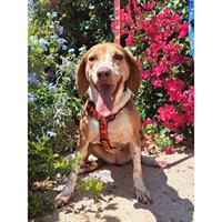 Δίνεται για υιοθεσία - χαρίζεται ημίαιμη σκυλίτσα Beagle - Μπηγκλ