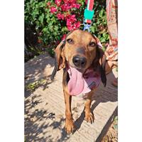 Δίνεται για υιοθεσία - χαρίζεται ημίαιμη σκυλίτσα Bruno Jura Hound - Γιούρα Μπρούνο