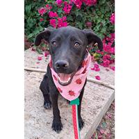 Δίνεται για υιοθεσία - χαρίζεται ημίαιμη σκυλίτσα Pit Bull - Πίτ Μπουλ Τερριέ