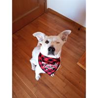 Δίνεται για υιοθεσία - χαρίζεται ημίαιμος σκυλάκος Jack Russell Terrier - Τζακ Ράσελ Τεριέ