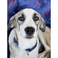 Δίνεται για υιοθεσία - χαρίζεται ημίαιμη σκυλίτσα