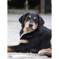 Δίνεται για υιοθεσία - χαρίζεται ημίαιμος σκυλάκος