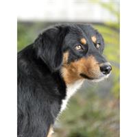 Δίνεται για υιοθεσία - χαρίζεται ημίαιμη σκυλίτσα