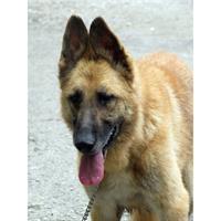 Δίνεται για υιοθεσία - χαρίζεται ημίαιμος σκυλάκος German Shepherd - Γερμανικός Ποιμενικός - Λυκόσκυλο