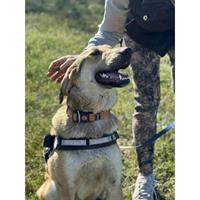 Δίνεται για υιοθεσία - χαρίζεται ημίαιμος σκυλάκος