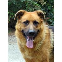 Δίνεται για υιοθεσία - χαρίζεται ημίαιμος σκυλάκος German Shepherd - Γερμανικός Ποιμενικός - Λυκόσκυλο