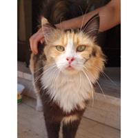 Δίνεται για υιοθεσία - χαρίζεται ημίαιμη γάτα Aegean Cat - Γάτα Αιγαίου