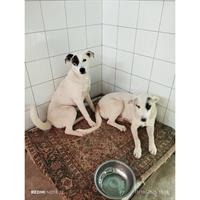 Δίνεται για υιοθεσία - χαρίζεται ημίαιμη σκυλίτσα