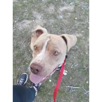 Δίνεται για υιοθεσία - χαρίζεται σκυλάκος Pit Bull - Πίτ Μπουλ Τερριέ