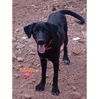 Δίνεται για υιοθεσία - χαρίζεται ημίαιμος σκυλάκος