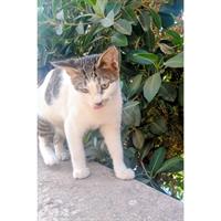 Δίνεται για υιοθεσία - χαρίζεται ημίαιμο γατάκι Aegean Cat - Γάτα Αιγαίου