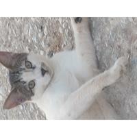 Δίνεται για υιοθεσία - χαρίζεται γατάκι Aegean Cat - Γάτα Αιγαίου