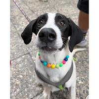 Δίνεται για υιοθεσία - χαρίζεται ημίαιμος σκυλάκος