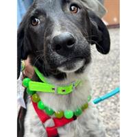 Δίνεται για υιοθεσία - χαρίζεται ημίαιμος σκυλάκος