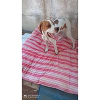 Δίνεται για υιοθεσία - χαρίζεται σκυλίτσα Pointer - Πόιντερ