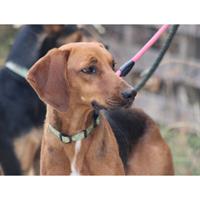 Δίνεται για υιοθεσία - χαρίζεται ημίαιμη σκυλίτσα