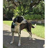 Δίνεται για υιοθεσία - χαρίζεται ημίαιμος σκυλάκος