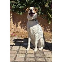 Δίνεται για υιοθεσία - χαρίζεται ημίαιμη σκυλίτσα