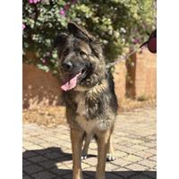 Δίνεται για υιοθεσία - χαρίζεται ημίαιμη σκυλίτσα