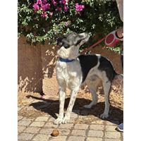 Δίνεται για υιοθεσία - χαρίζεται ημίαιμος σκυλάκος