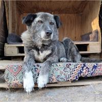 Δίνεται για υιοθεσία - χαρίζεται ημίαιμη σκυλίτσα