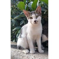 Δίνεται για υιοθεσία - χαρίζεται γατάκι Aegean Cat - Γάτα Αιγαίου