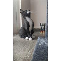 Δίνεται για υιοθεσία - χαρίζεται ημίαιμος γάτος