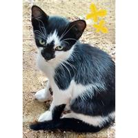 Δίνεται για υιοθεσία - χαρίζεται γατάκι Aegean Cat - Γάτα Αιγαίου