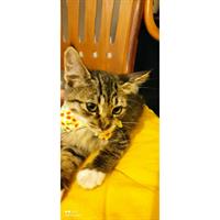 Δίνεται για υιοθεσία - χαρίζεται ημίαιμο γατάκι