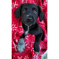 Δίνεται για υιοθεσία - χαρίζεται ημίαιμο κουτάβι