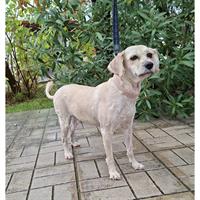 Δίνεται για υιοθεσία - χαρίζεται ημίαιμη σκυλίτσα Griffon - Γκριφόν