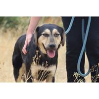 Δίνεται για υιοθεσία - χαρίζεται ημίαιμη σκυλίτσα