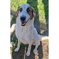 Δίνεται για υιοθεσία - χαρίζεται ημίαιμος σκυλάκος