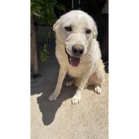 Δίνεται για υιοθεσία - χαρίζεται ημίαιμη σκυλίτσα Labrador Retriever - Λαμπραντόρ Ριτρίβερ