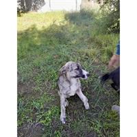 Δίνεται για υιοθεσία - χαρίζεται ημίαιμη σκυλίτσα