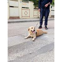 Δίνεται για υιοθεσία - χαρίζεται ημίαιμη σκυλίτσα