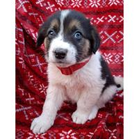 Δίνεται για υιοθεσία - χαρίζεται ημίαιμο κουτάβι