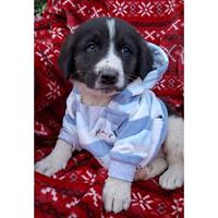 Δίνεται για υιοθεσία - χαρίζεται ημίαιμο κουτάβι