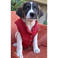 Δίνεται για υιοθεσία - χαρίζεται ημίαιμο κουτάβι