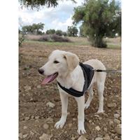 Δίνεται για υιοθεσία - χαρίζεται ημίαιμο κουτάβι Labrador Retriever - Λαμπραντόρ Ριτρίβερ