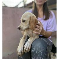 Δίνεται για υιοθεσία - χαρίζεται ημίαιμο κουτάβι