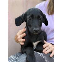 Δίνεται για υιοθεσία - χαρίζεται ημίαιμο κουτάβι