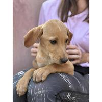 Δίνεται για υιοθεσία - χαρίζεται ημίαιμο κουτάβι