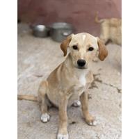 Δίνεται για υιοθεσία - χαρίζεται ημίαιμο κουτάβι