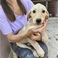 Δίνεται για υιοθεσία - χαρίζεται ημίαιμο κουτάβι