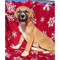 Δίνεται για υιοθεσία - χαρίζεται ημίαιμο κουτάβι