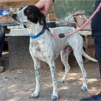 Δίνεται για υιοθεσία - χαρίζεται ημίαιμη σκυλίτσα